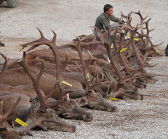 La caza y la pesca mueven 400 millones de euros en Extremadura